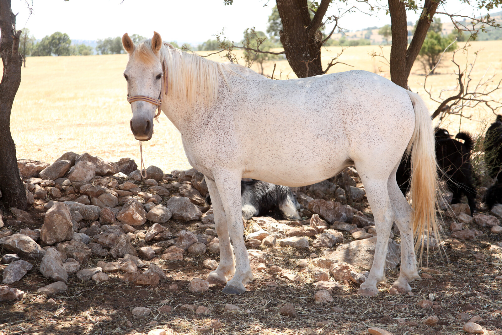 Mobile Veterinarian in Battle Mountain, NV